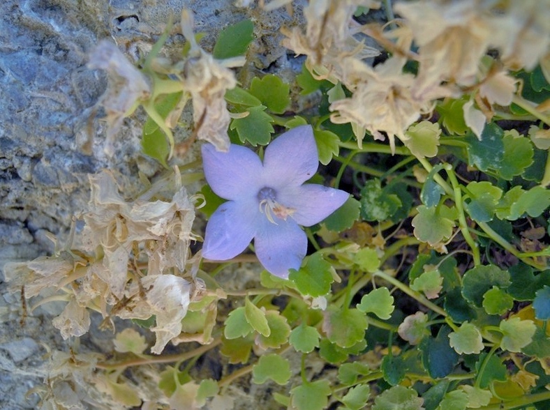 Campanula fragilis  (Campanulaceae)